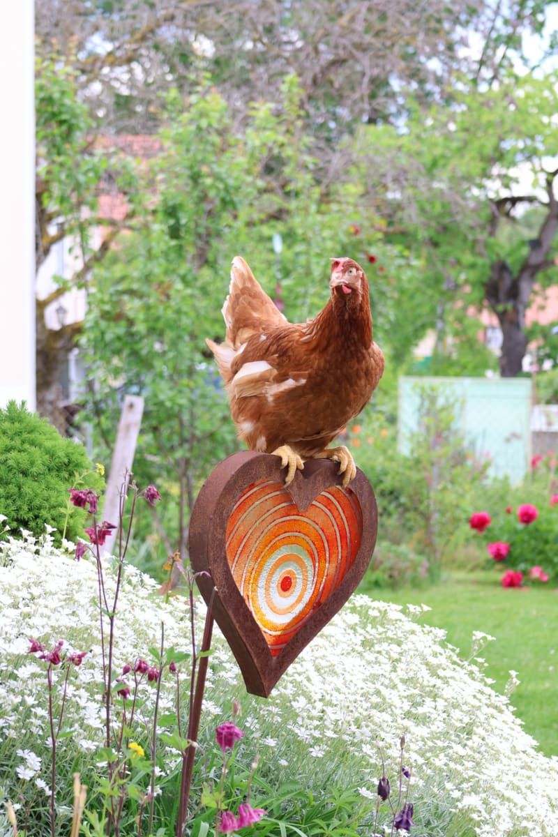 Henne auf einem Gartenstecker in Herzform
