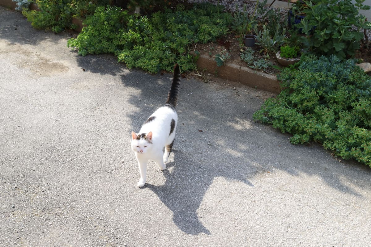 Die Hofkatze am Weg zwischen den Beeten