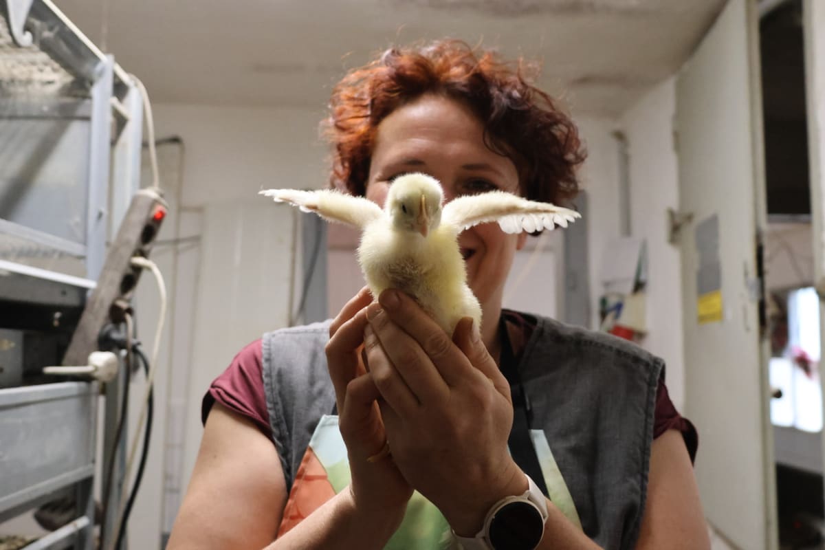 Küken breitet die Flügel aus