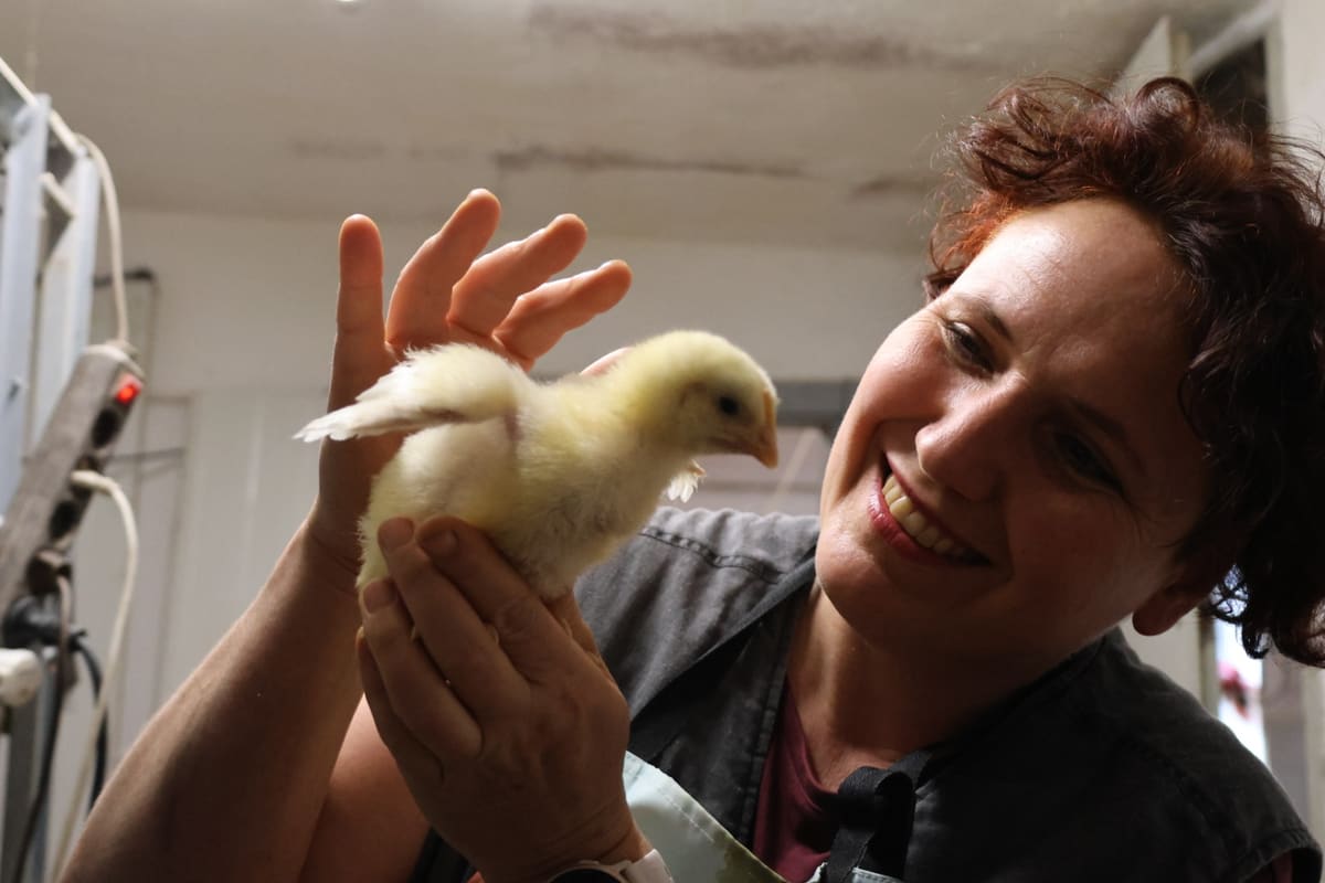 Ein frisch geschlüpftes Küken in der Hand