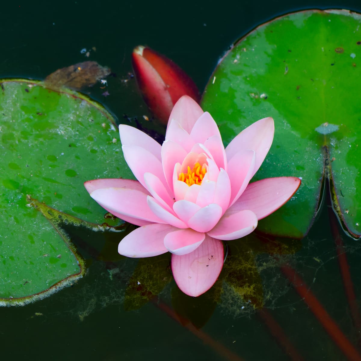 Blühende Seerose im Teich am Hof