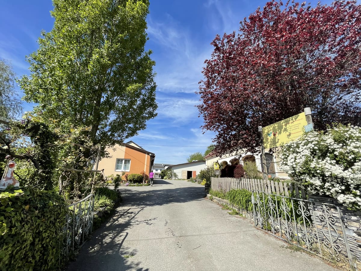Die Hofzufahrt im Frühling mit rotlaubigem Baum