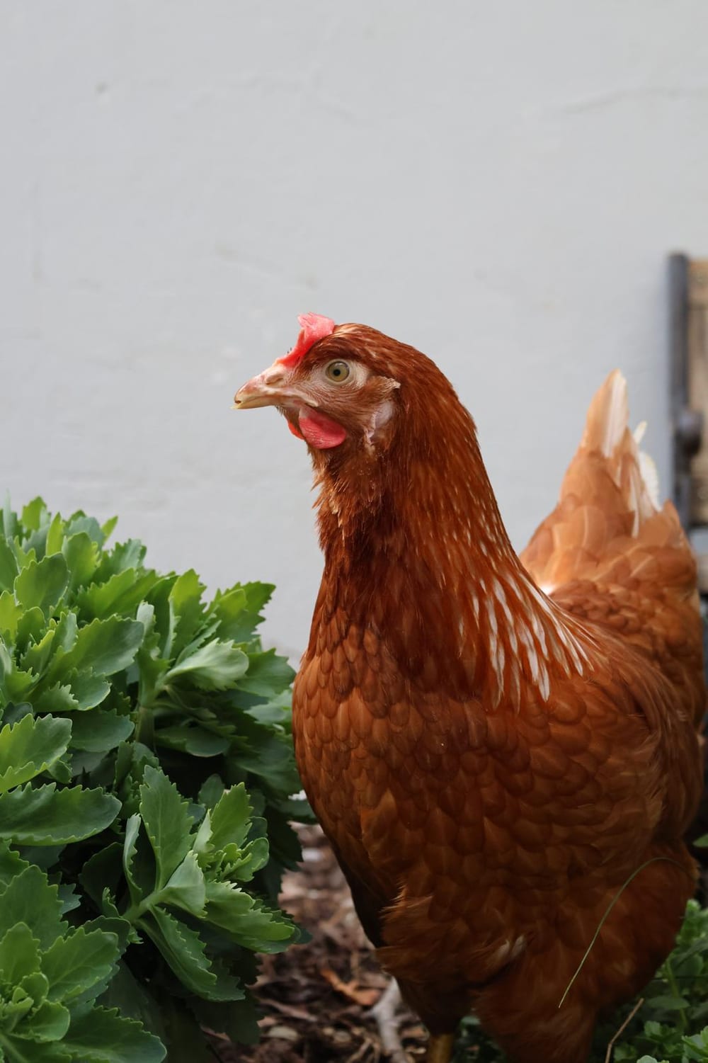 Braunes Huhn