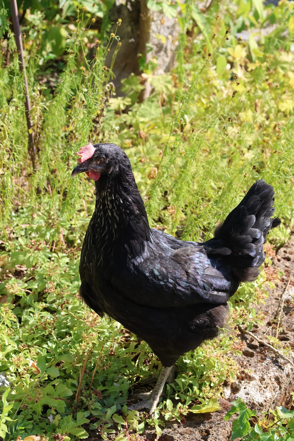 Schwarzes Huhn