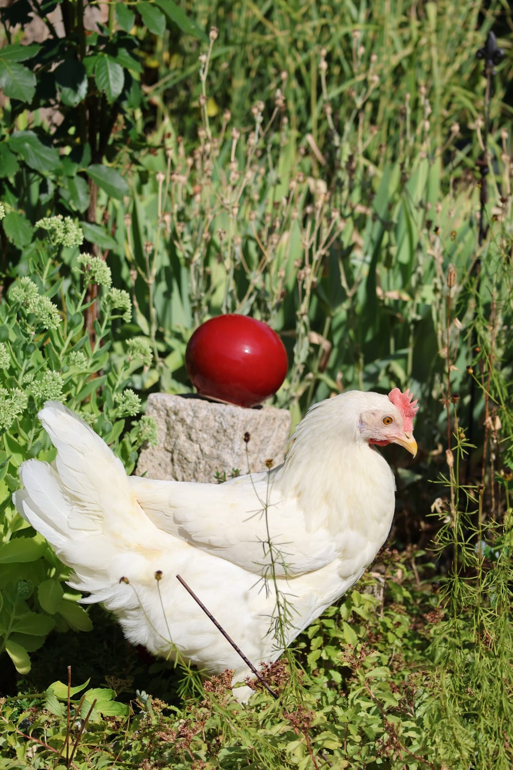 Weißes Huhn