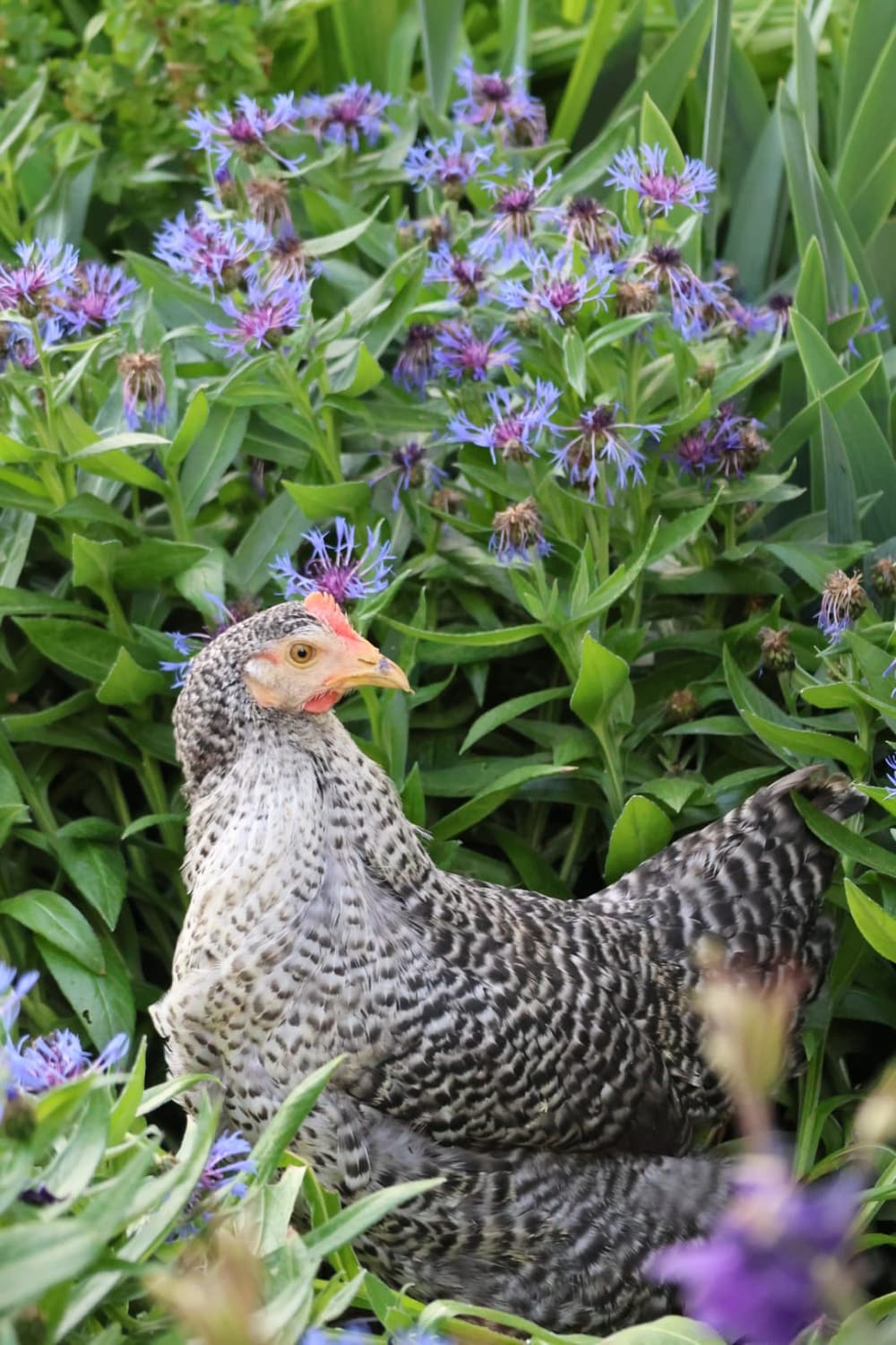 Gesperbertes Huhn
